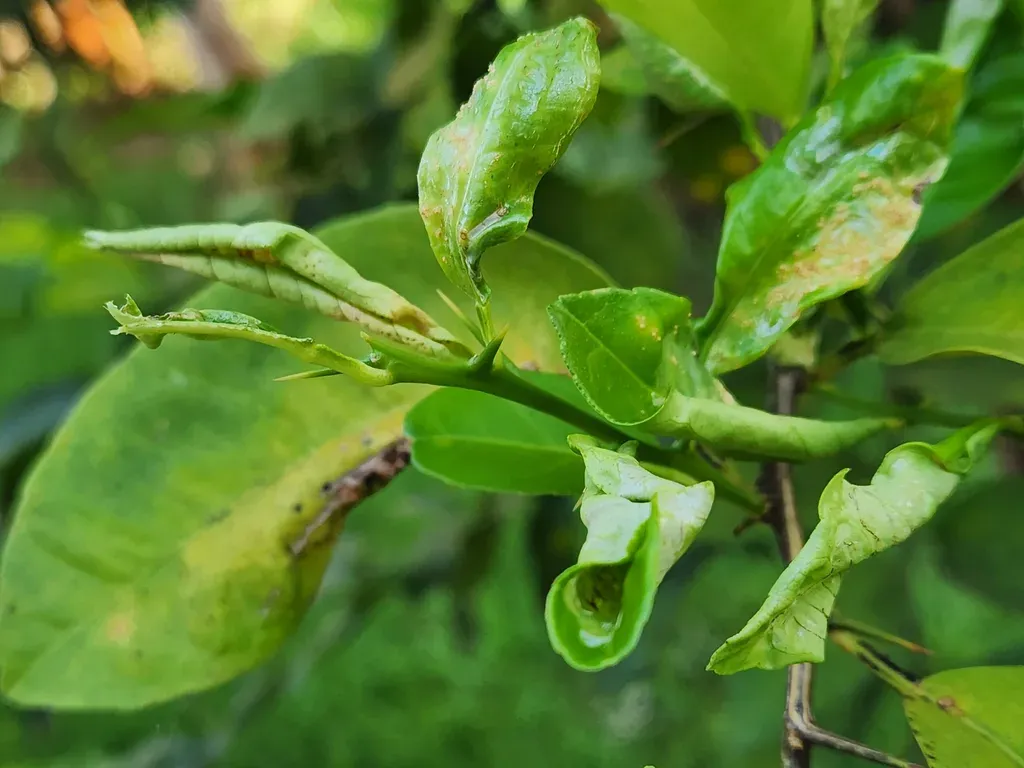 4 BREAKTHROUGHS IN LEMON LEAF DISEASE DETECTION TECHNOLOGY